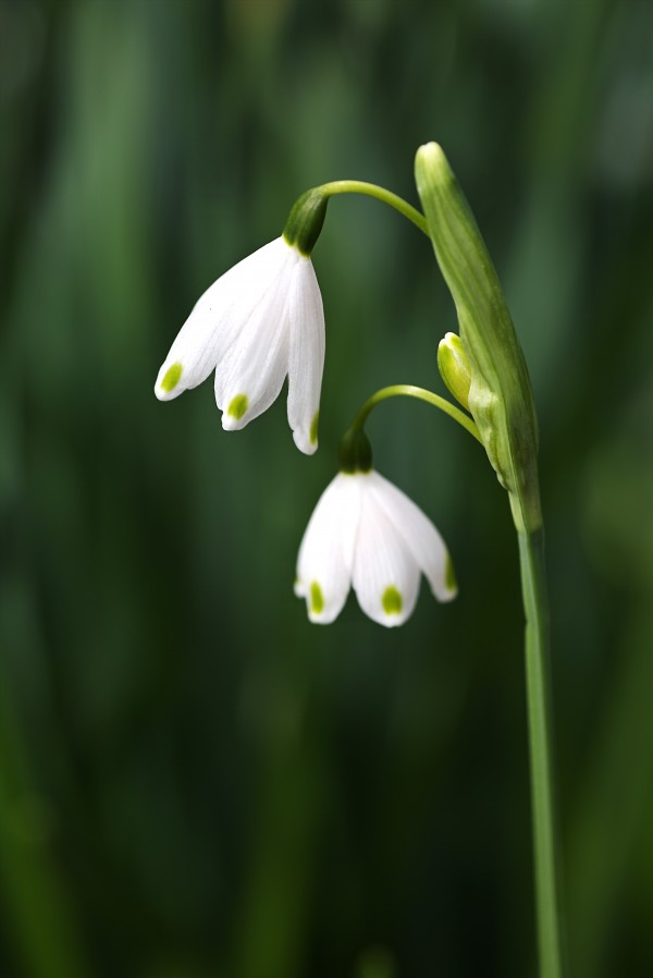 Snowdrop Flowers by Joy Watson